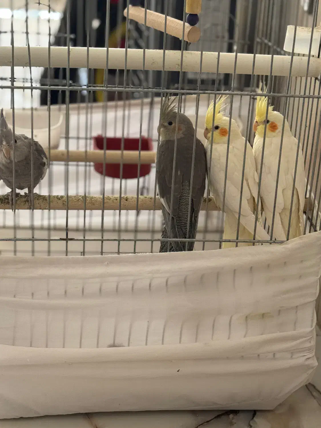 عروس هلندی|پرنده|کبودرآهنگ, |دیوار