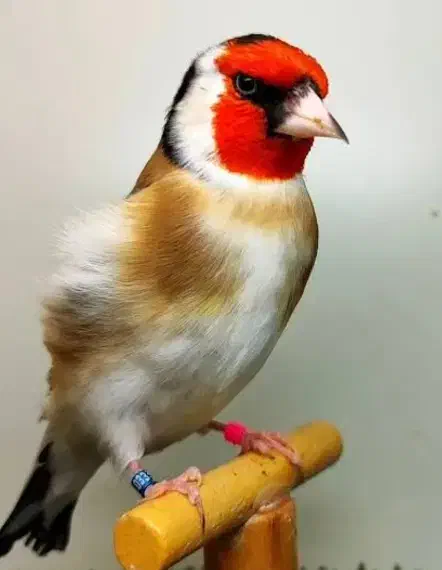 پذیرش پرندگان واگذاری قناری سهره فنچ پرنده|پرنده|تهران, مجیدآباد|دیوار