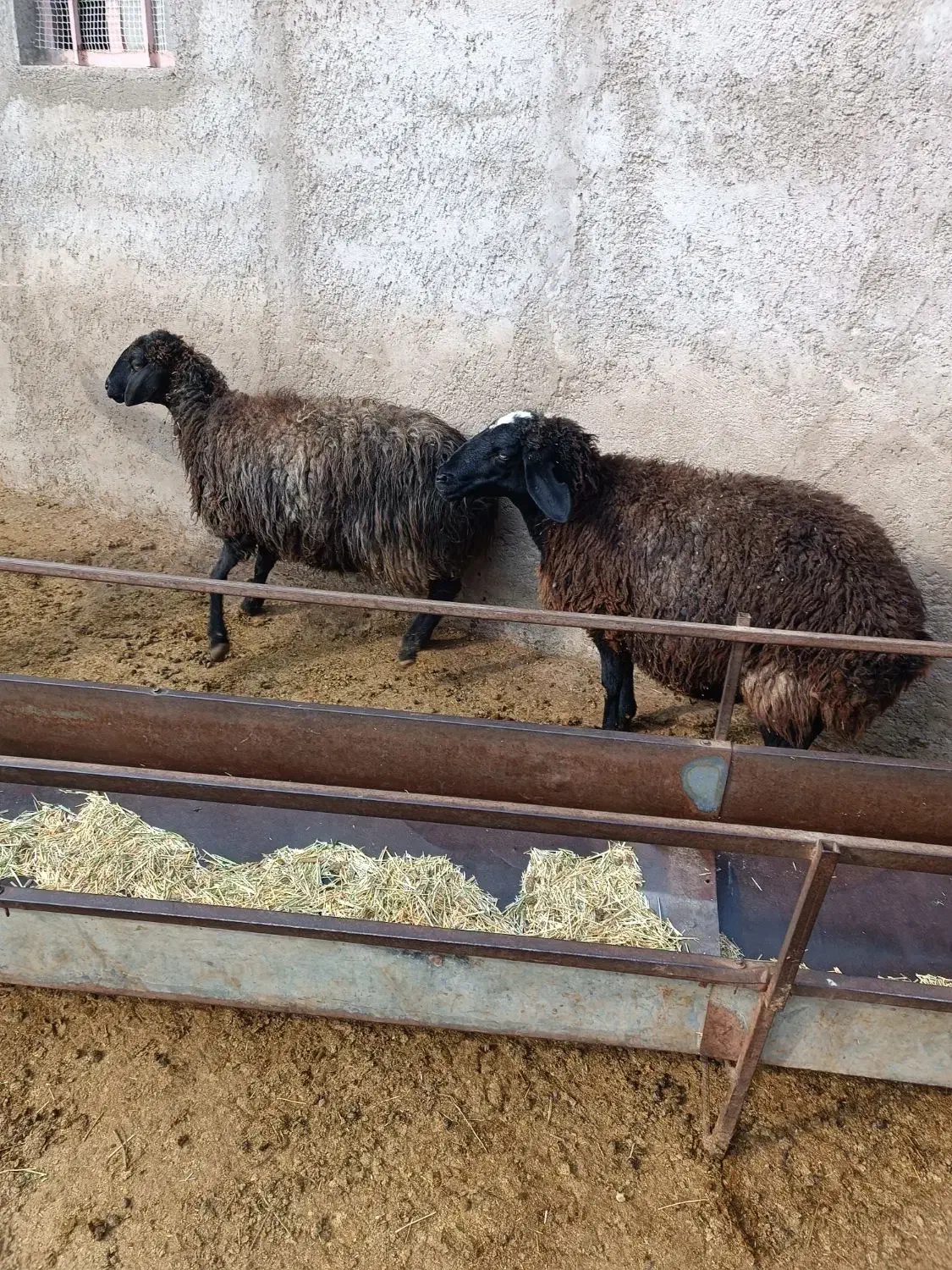 گوسفند|حیوانات مزرعه|تاکستان, |دیوار