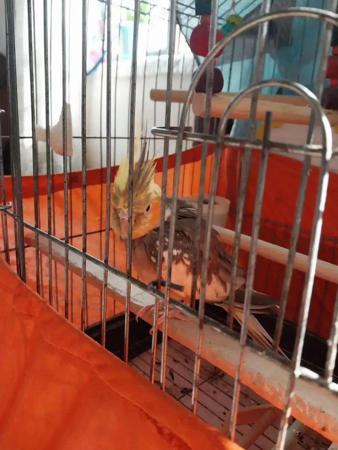 عروس هلندی|پرنده|کلاچای, |دیوار