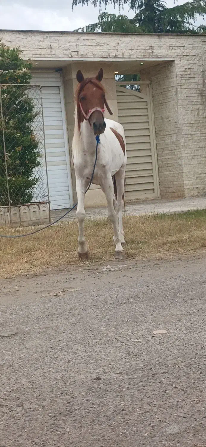 اسب سال ۷ سواری و باری|اسب و تجهیزات اسبسواری|چاف و چمخاله, |دیوار