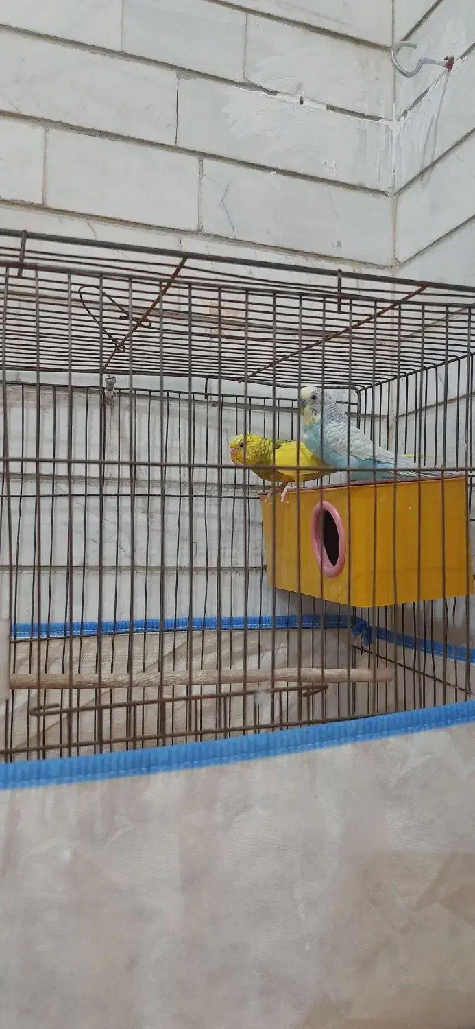 فنچ و مرغ عشق|پرنده|کازرون, |دیوار