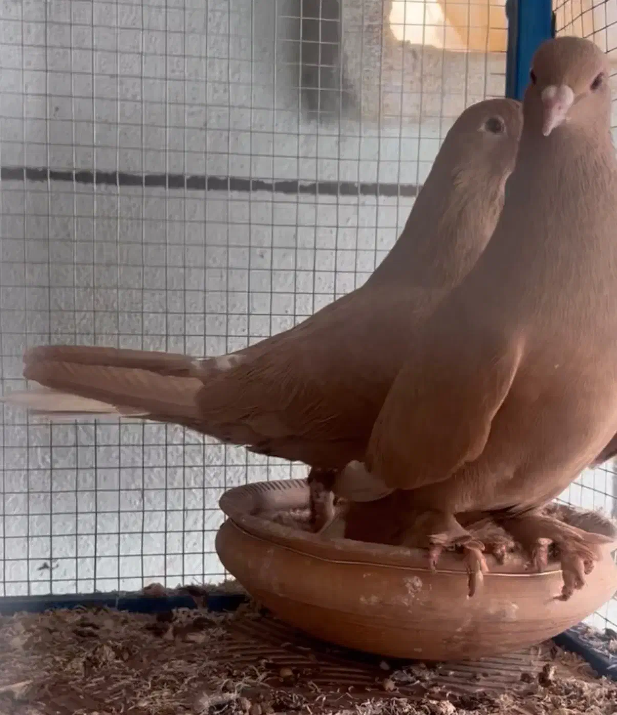 زرد دم سفید و کلاغ کوگ|پرنده|کرمان, |دیوار