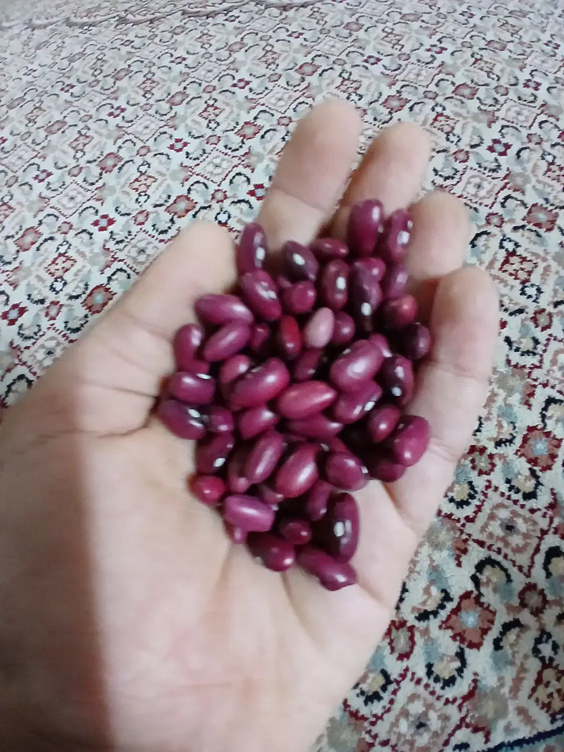 لوبیا قرمز امسالی|خوردنی و آشامیدنی|خان ببین, |دیوار