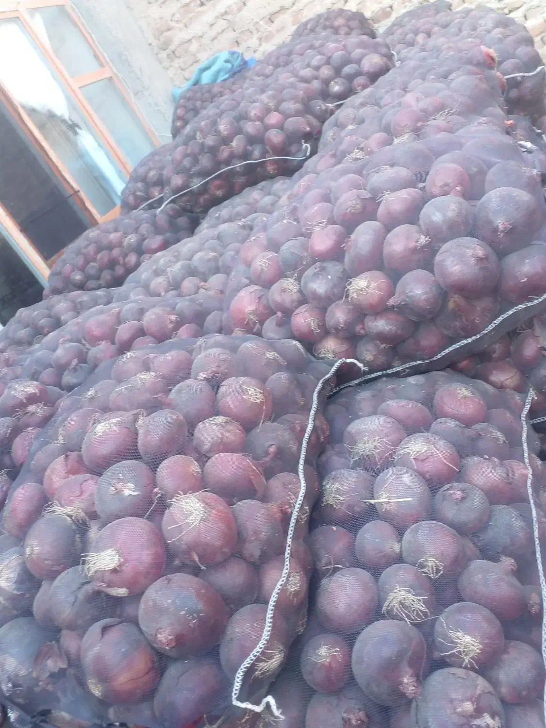 پیاز قرمز سیاه|عمده‌فروشی|مراغه, |دیوار