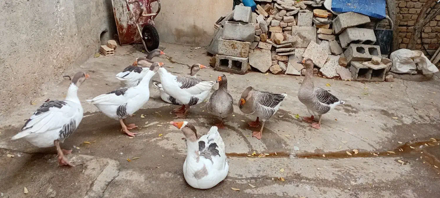 قو غاز دو رگه|حیوانات مزرعه|بروجرد, |دیوار