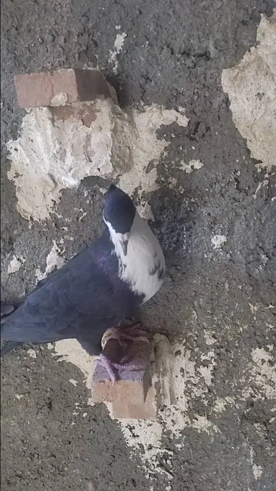کبوتر|پرنده|شیراز, جرسقان|دیوار