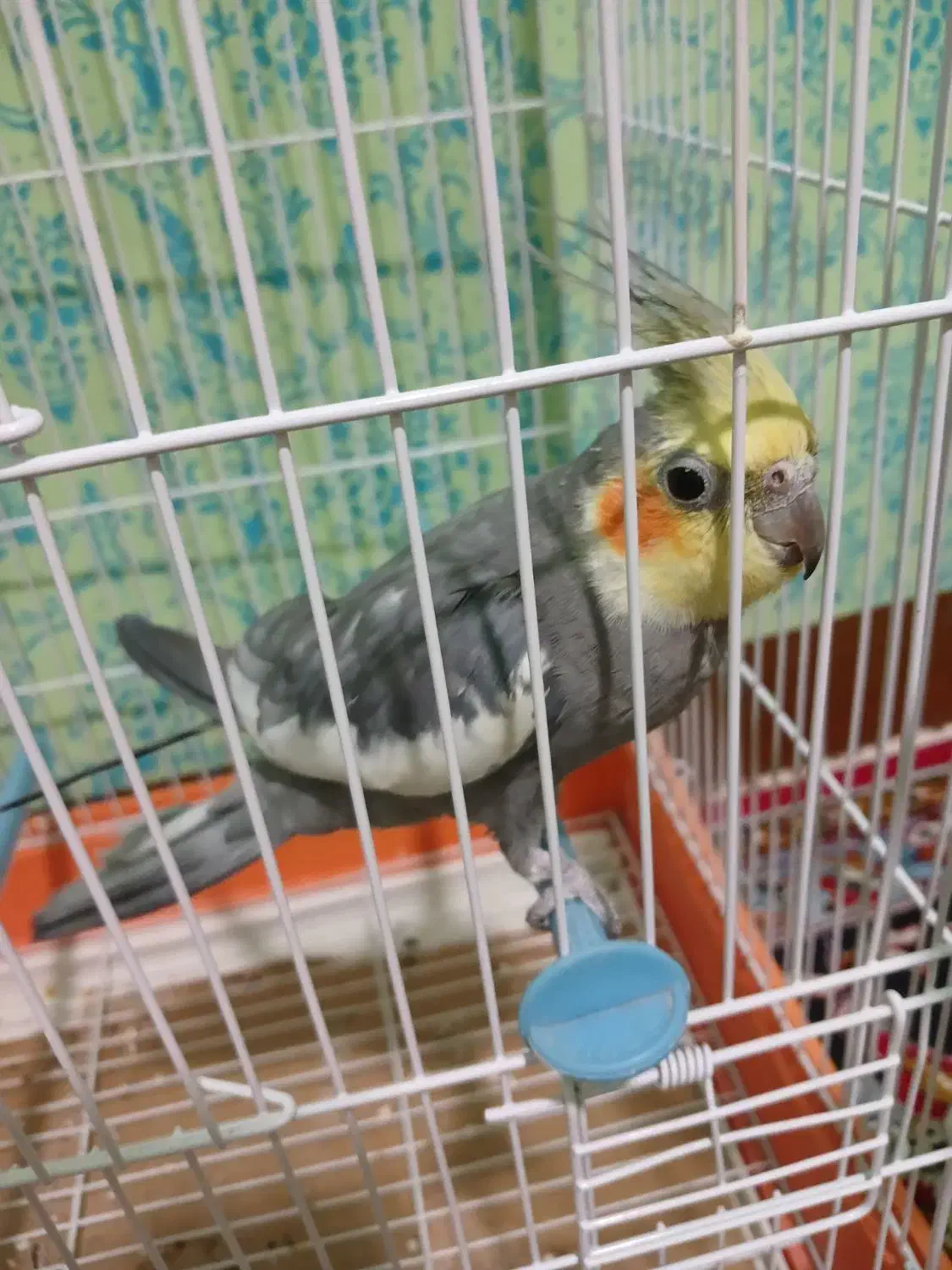 اسباب بازی، عروس هلندی|پرنده|مهران (ایلام), |دیوار