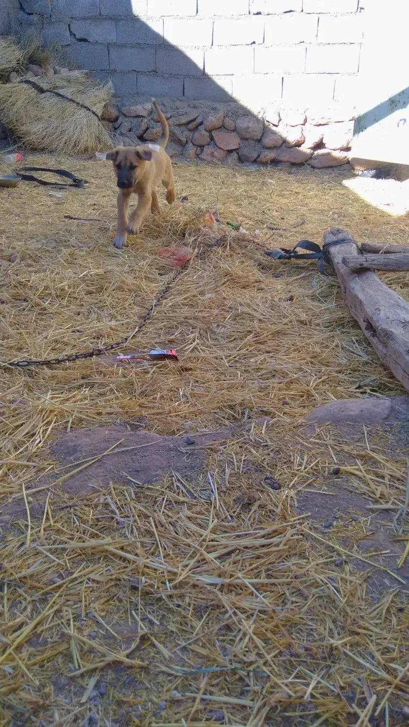 یک عدد توله|سگ|سجاس رود, |دیوار