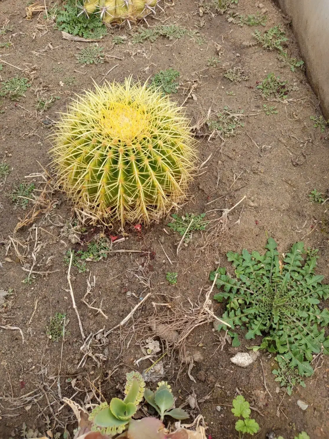 گل کاکتوس|گل و گیاه طبیعی|بشاریات, |دیوار