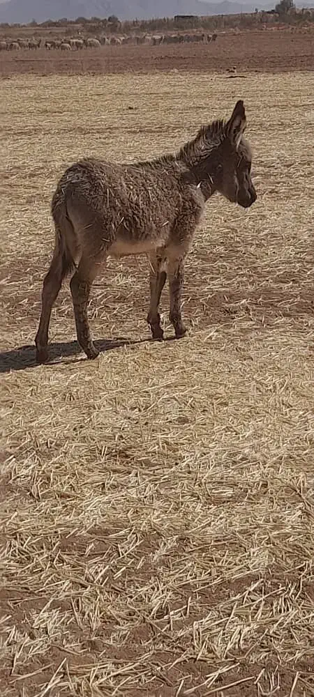 تعداددومادهخرویکنرخربفروشمیرسد|حیوانات مزرعه|بلداجی, |دیوار