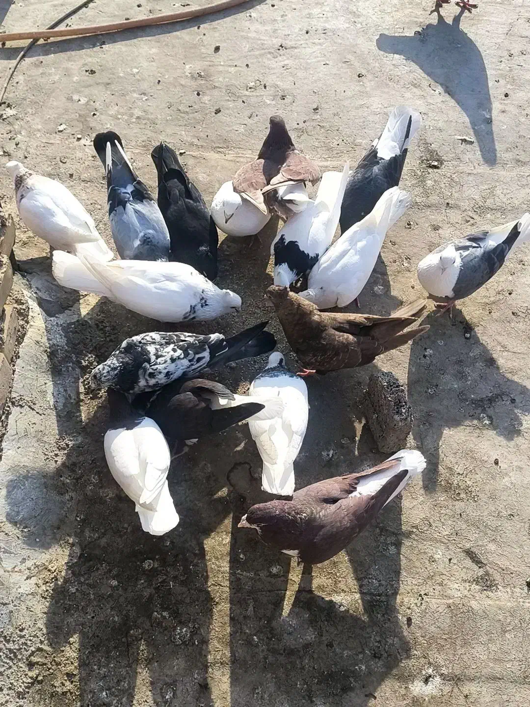 کفتر|پرنده|خرمشهر, |دیوار