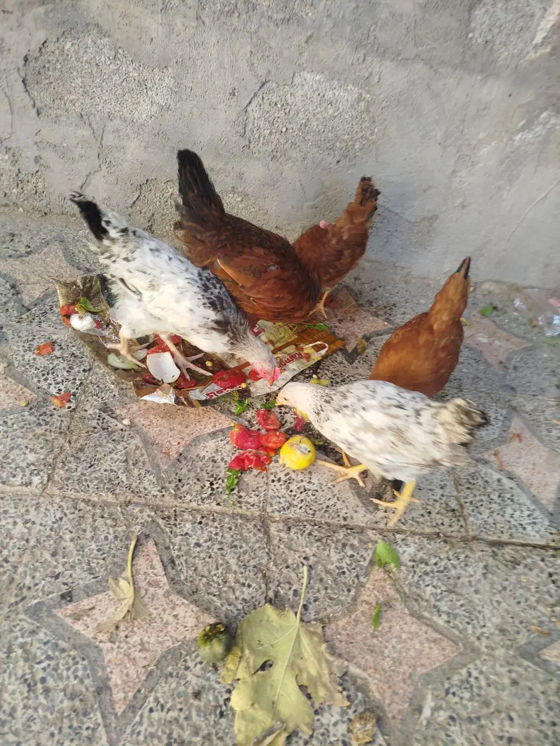 جوجه وخیگ محلی|حیوانات مزرعه|دهدشت, |دیوار