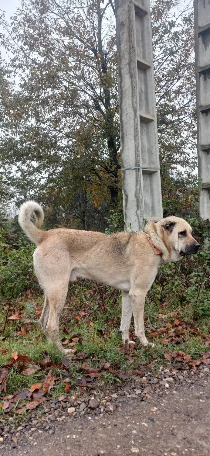 سگ گله نر، پژدر، کردی، عراقی|سگ|رشت, لاکان|دیوار