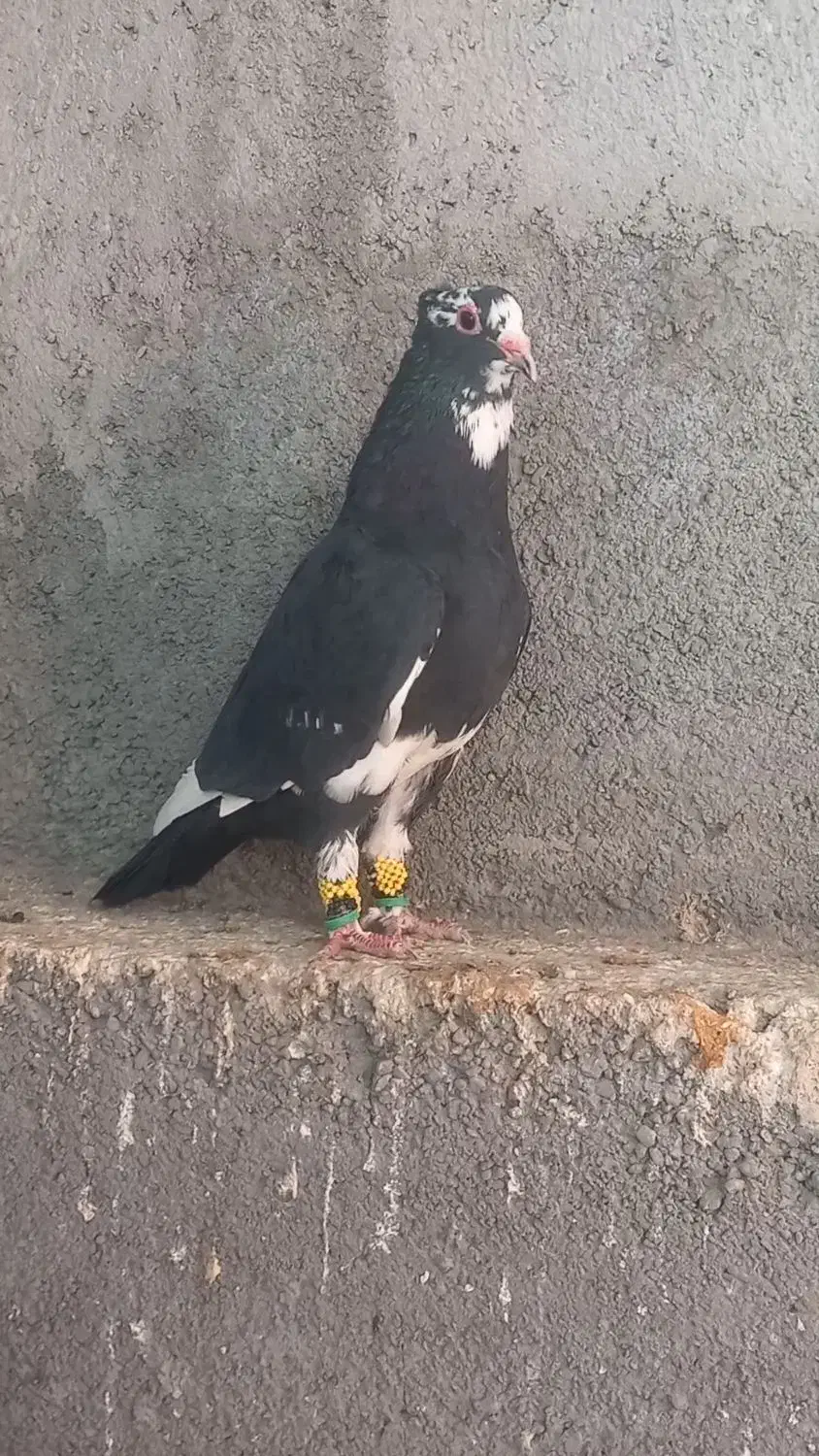 مینا کاکلی و زرد و سرخ|پرنده|مه ولات, |دیوار