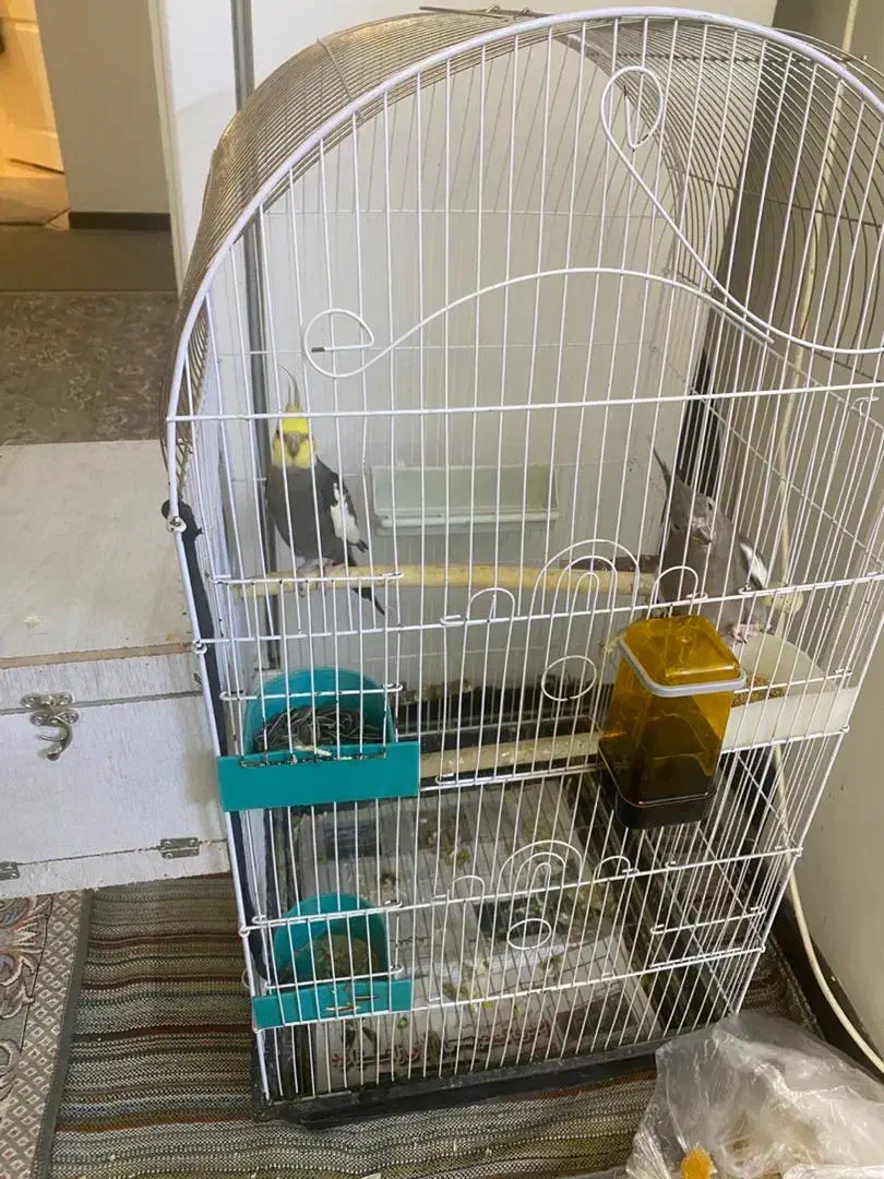 عروس هلندی جفت تخم گذار|پرنده|باقرشهر, |دیوار