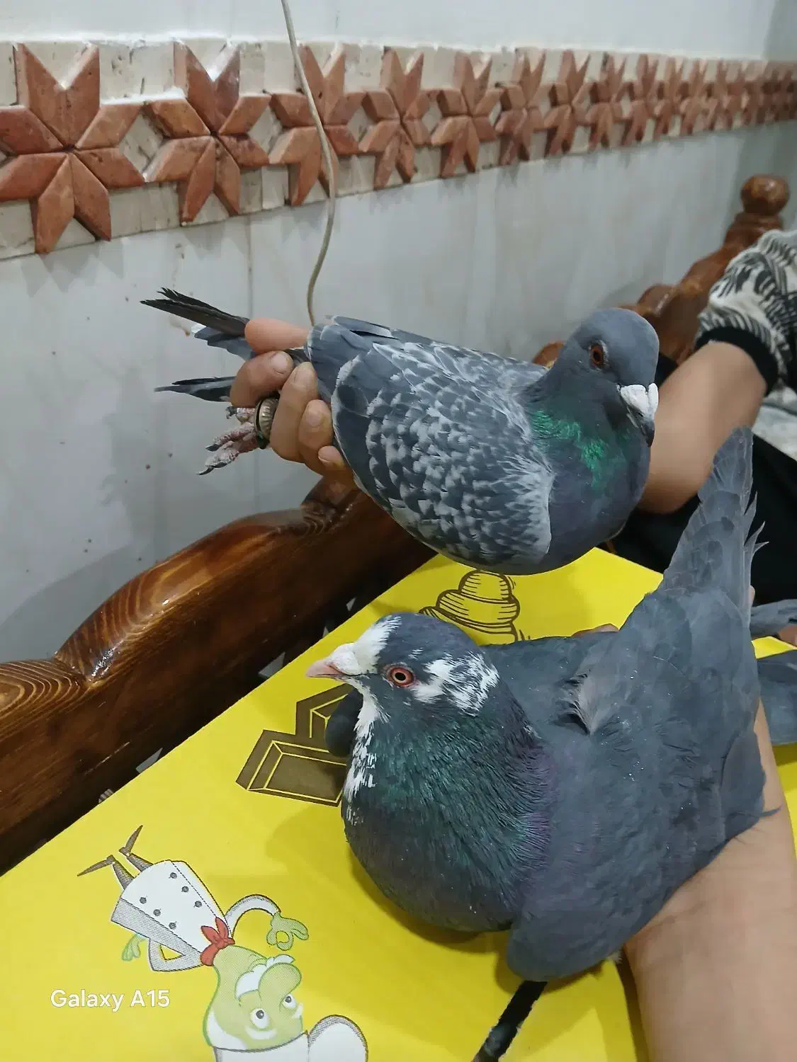 کبوتر پلاکی ذات دار|پرنده|بافق, |دیوار