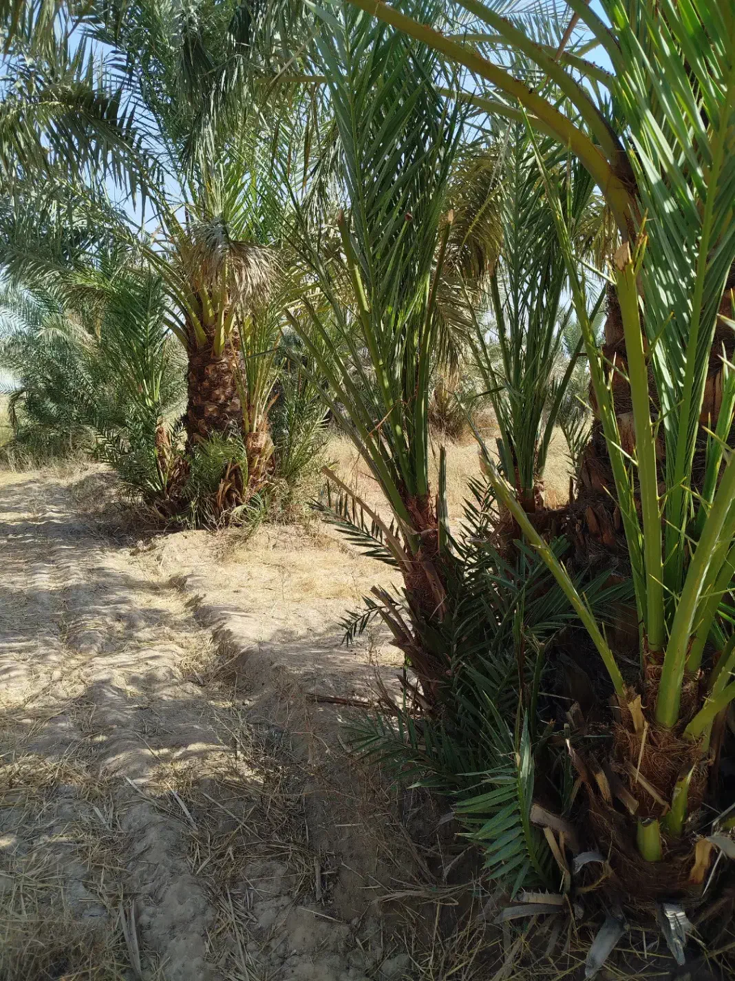 رامشیر روستای ازاده پاجوش برحی ستعمران خلاص نخل نر|خدمات باغبانی و درختکاری|رامشیر, |دیوار