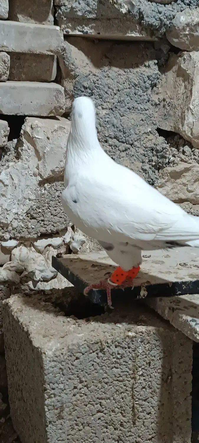 گوره ای|پرنده|بوشهر, |دیوار