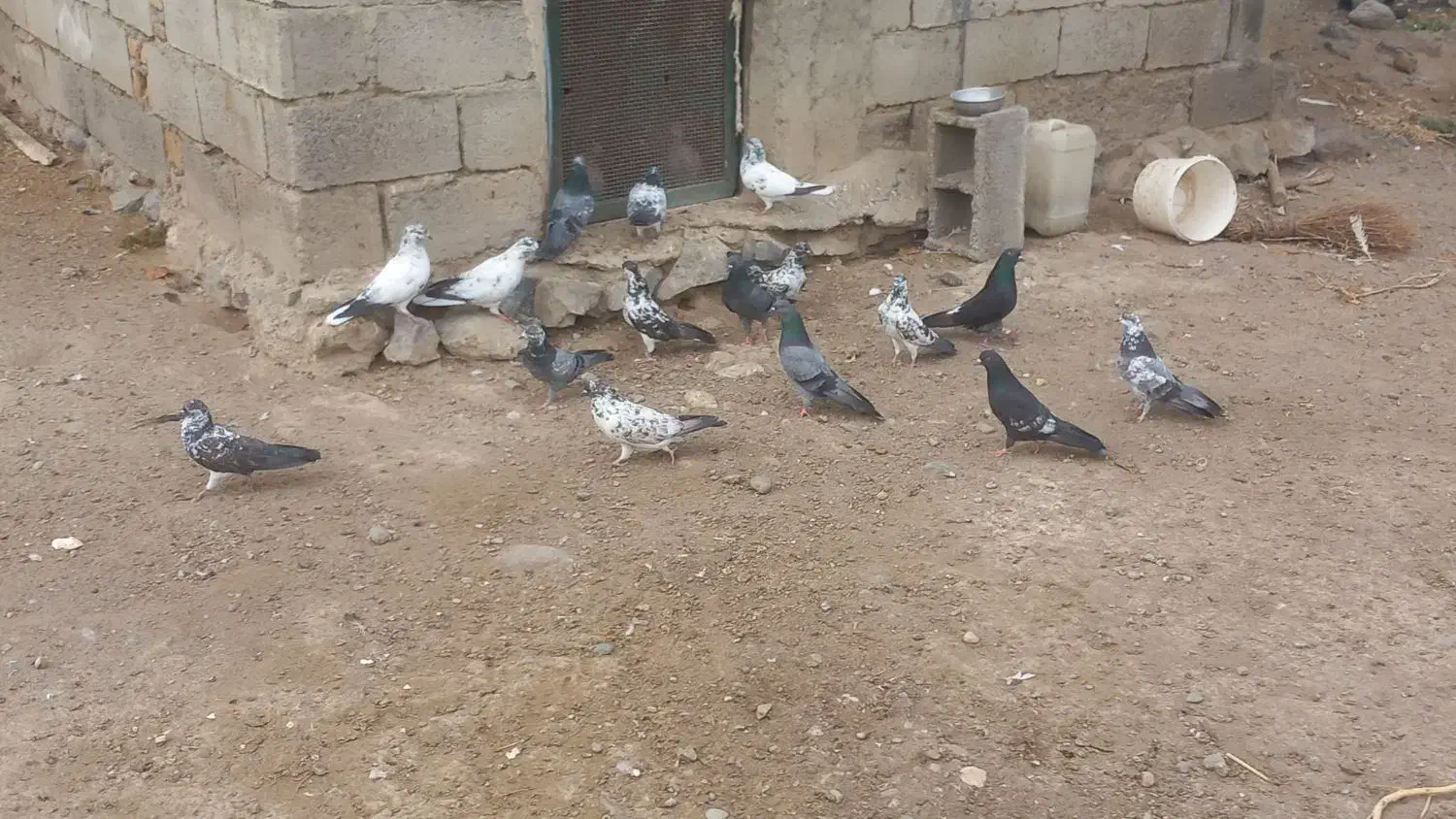 فروش 70 عدد کبوتر پرشی. مشگینشهر دونه ای 300تومان|پرنده|مشگین شهر, |دیوار