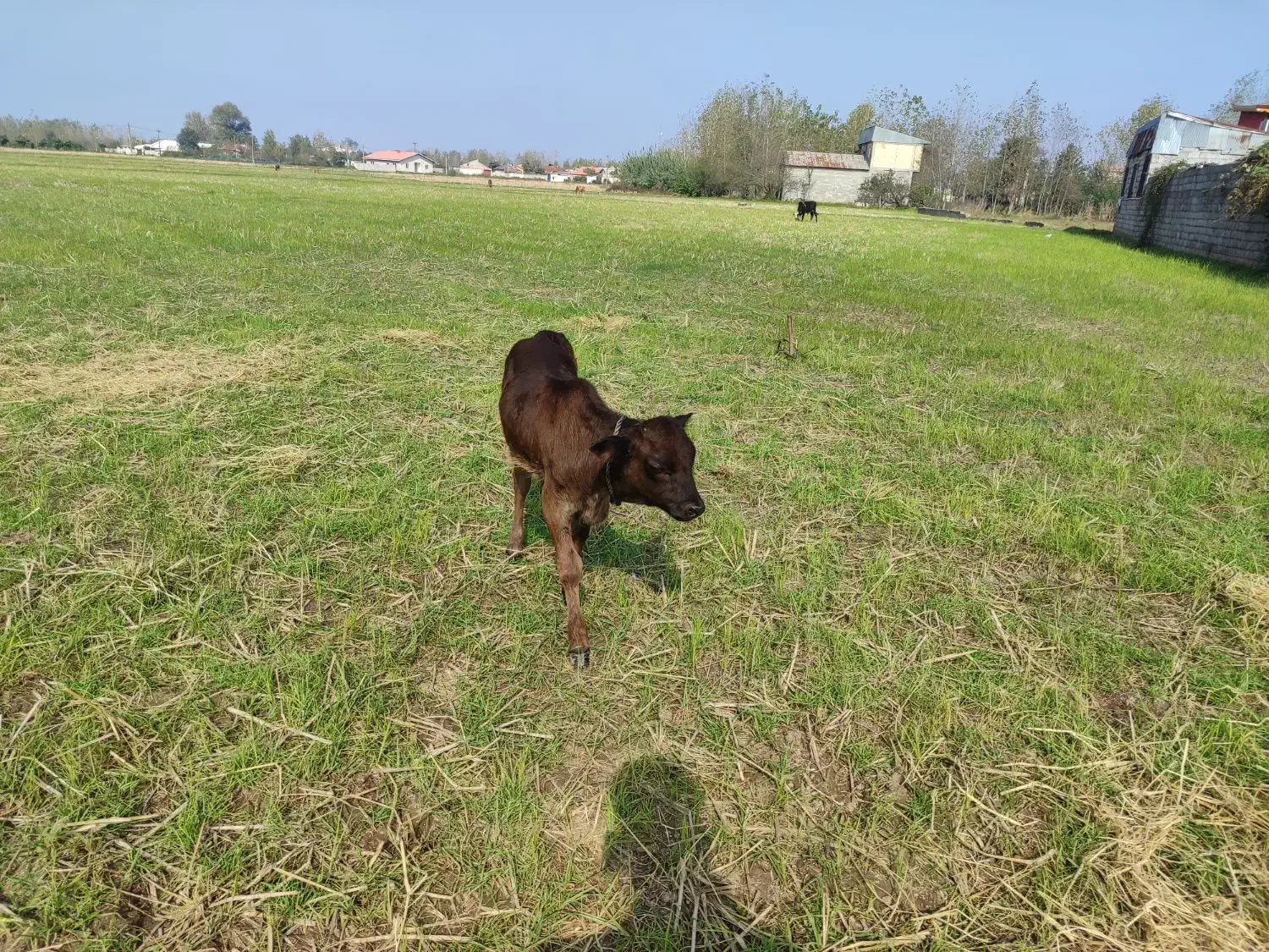 گاو چالوسی به همراه ورزا کوله|حیوانات مزرعه|رشت, رودباری|دیوار