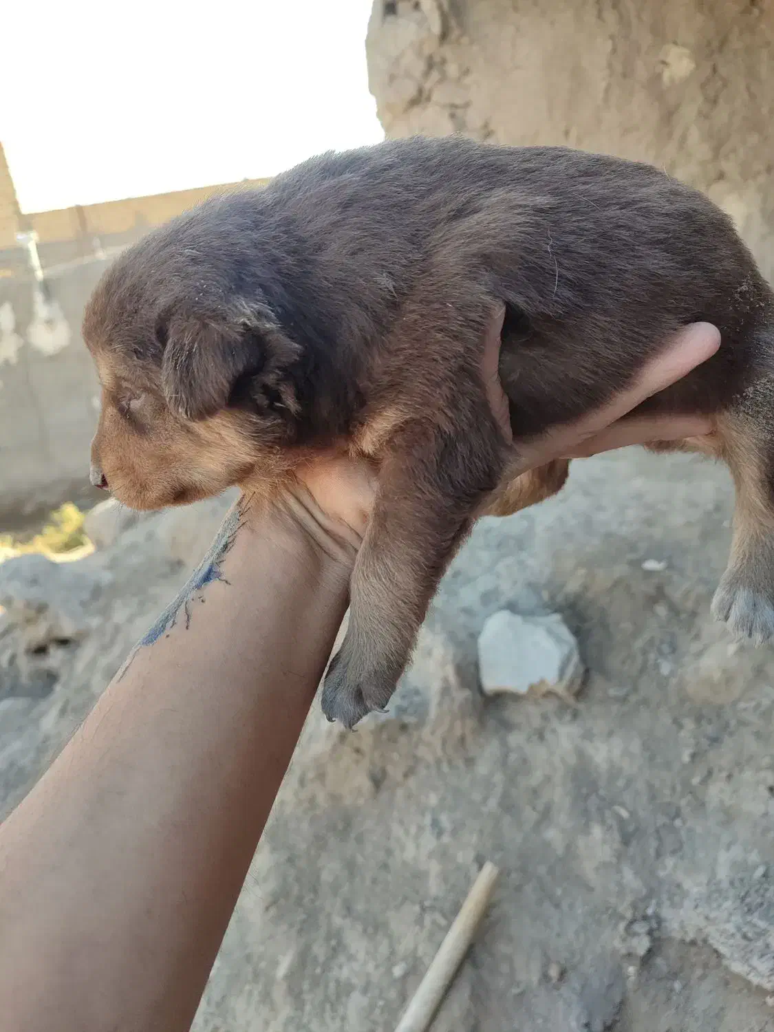 واگذاری سگ سرابی|سگ|هشتگرد, هشتگرد قدیم|دیوار