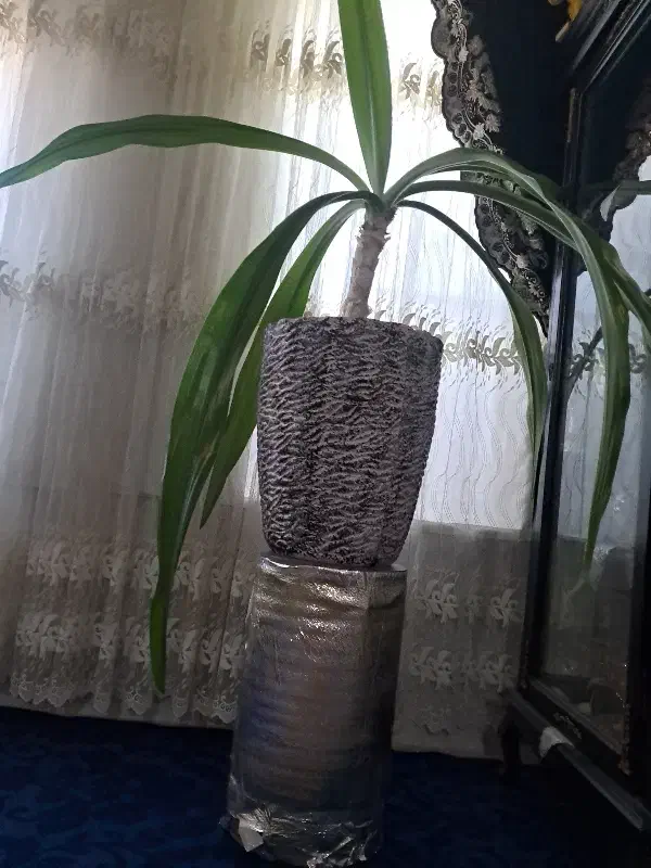 گیاه|گل و گیاه طبیعی|سیرجان, |دیوار