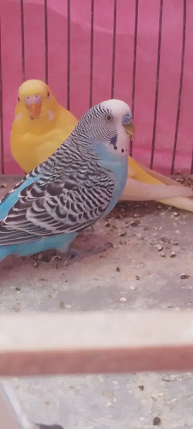 مرغ عشق انگلیسی|پرنده|رفسنجان, |دیوار