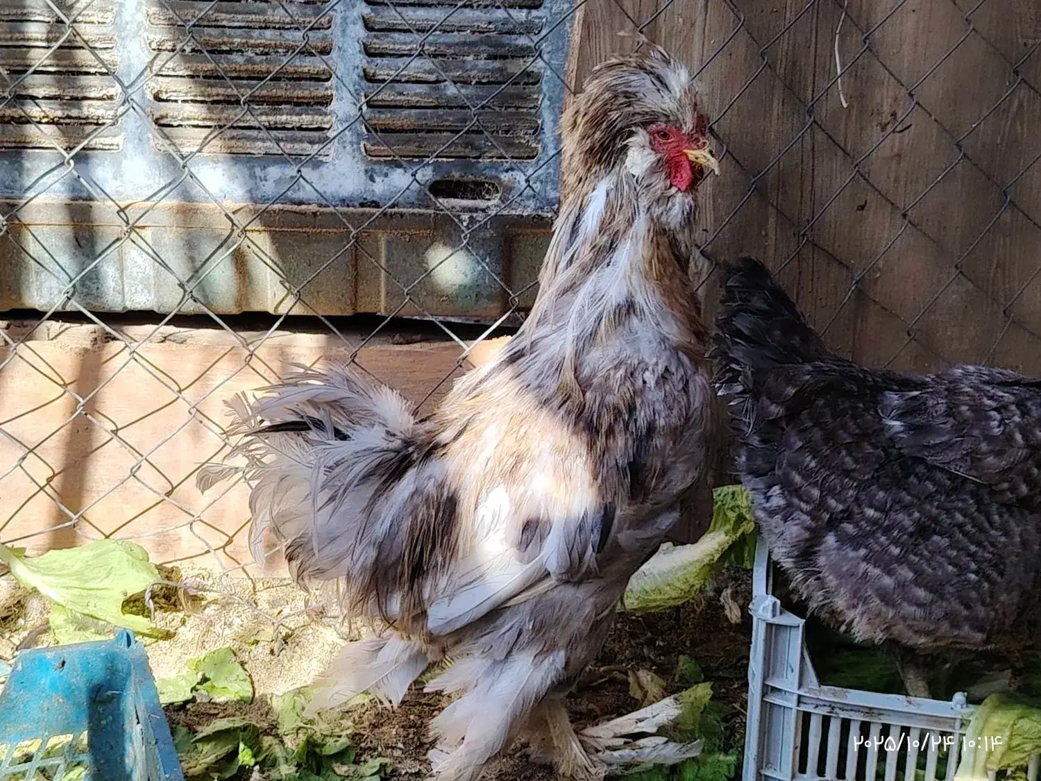 خروس سلطان|حیوانات مزرعه|قم, علی آباد سعدگان|دیوار