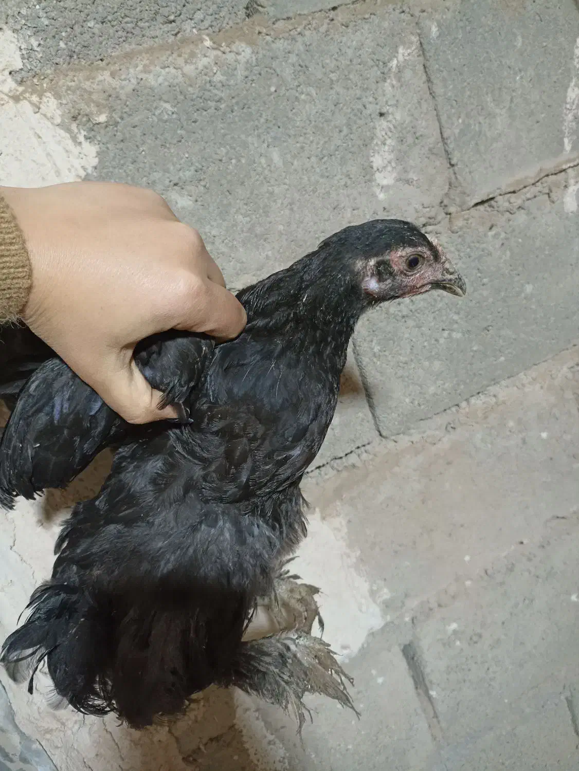 جوجه ی نژاددار|حیوانات مزرعه|شاهین دژ, |دیوار