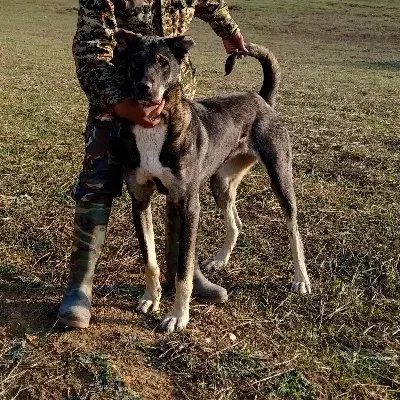 سگ ماده پژدر|حیوانات|کردکوی, |دیوار