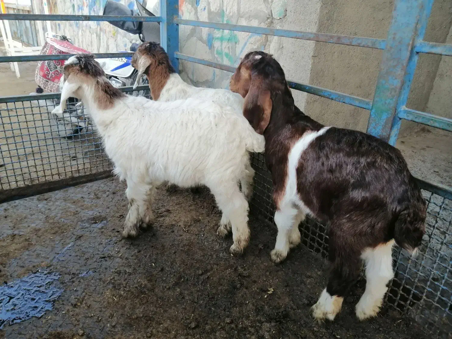 بزغاله|حیوانات مزرعه|سبزوار, چهارراه فرودگاه|دیوار