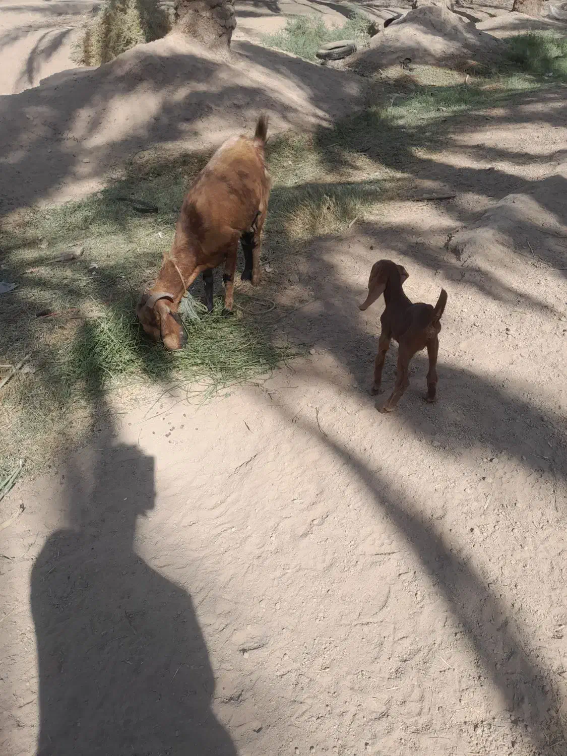 دوعدد گوسفند پاکستانی با کهره|حیوانات مزرعه|جیرفت, |دیوار