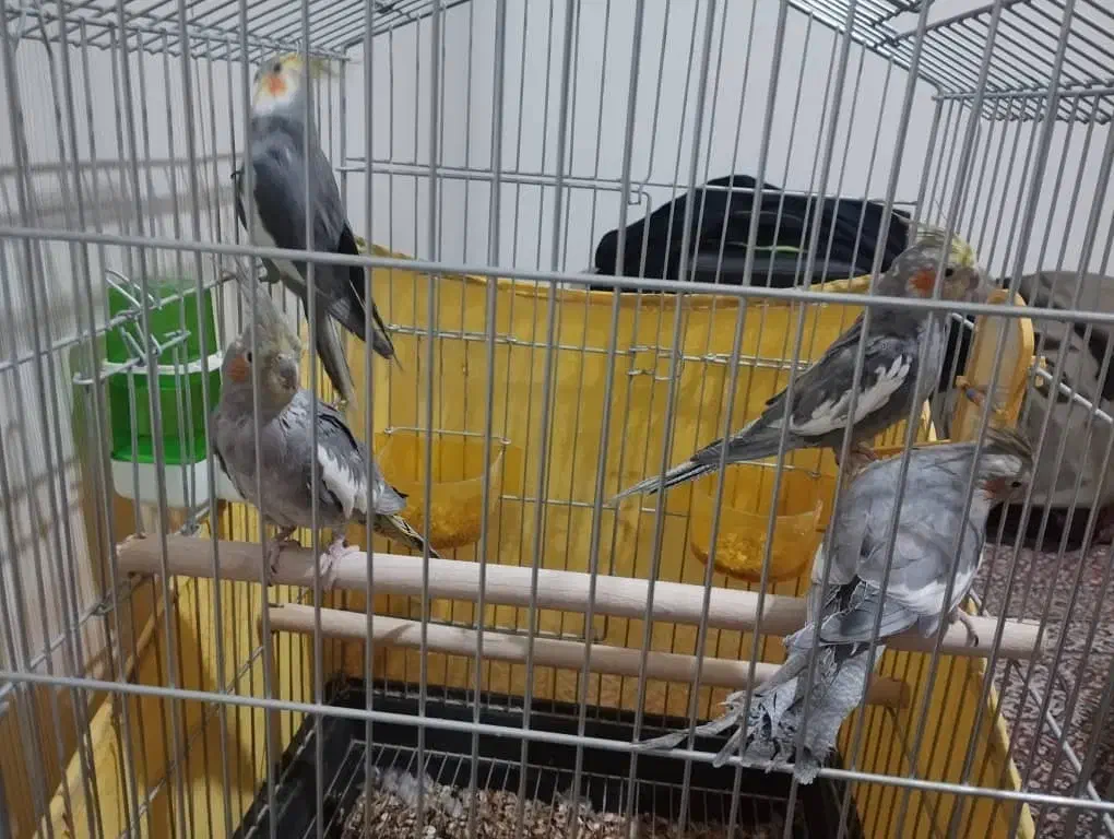 دو جفت عروس هلندی طوسی کله زرد|پرنده|اصفهان, شیخ اشراق|دیوار