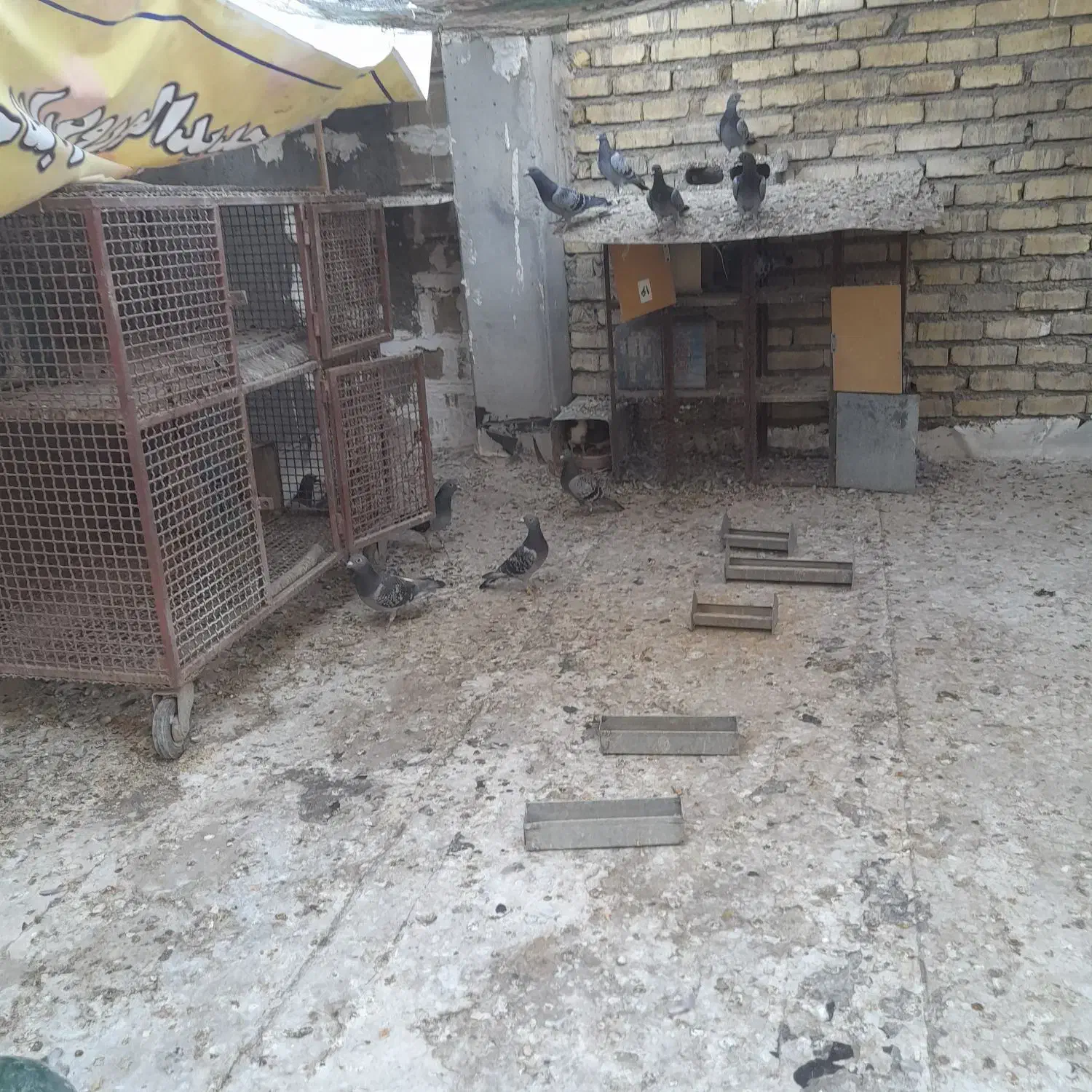 کبوترپلاکی۳۰۰|پرنده|خمینی‌شهر, |دیوار