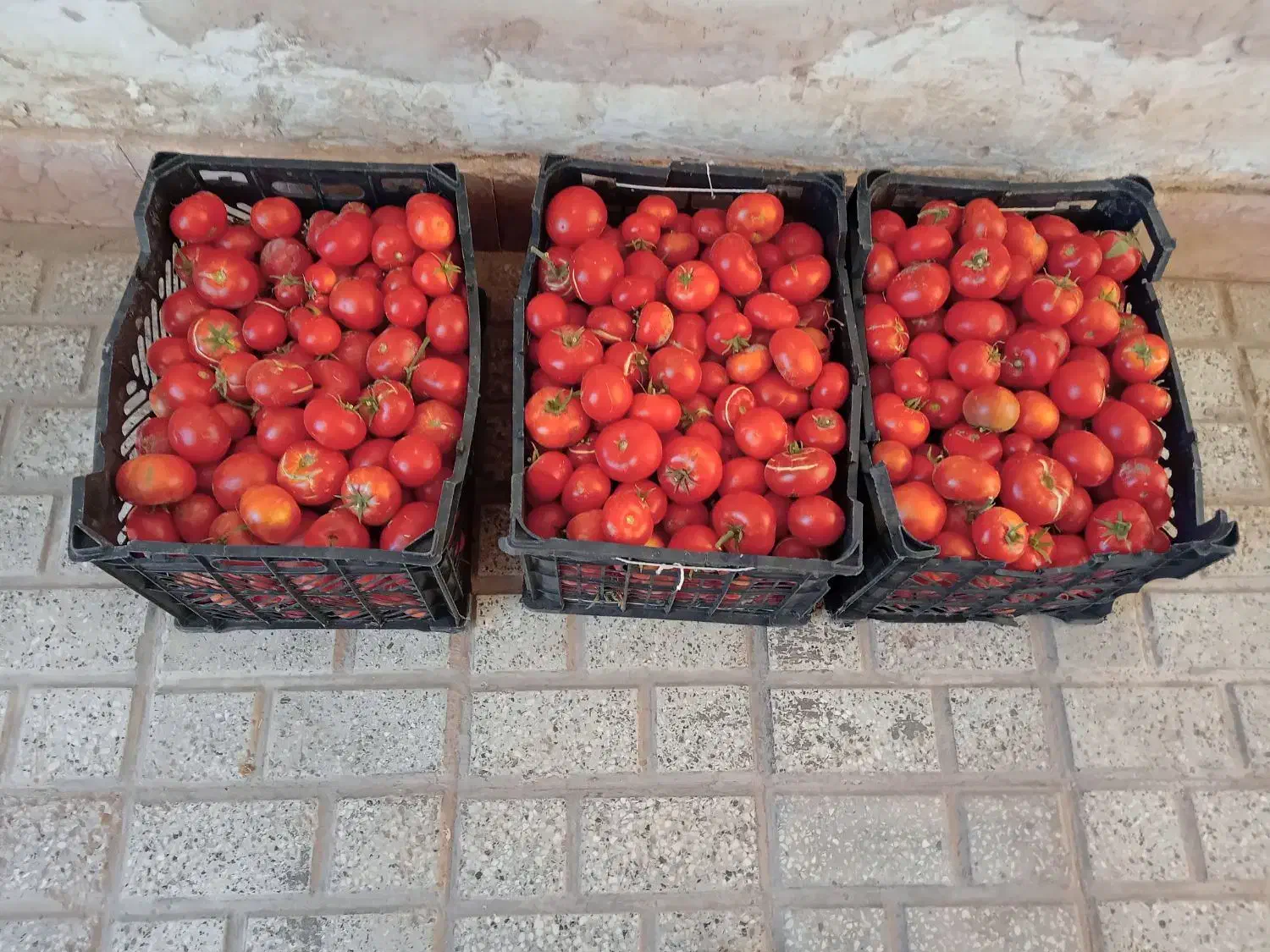 گوجه محلی اصل|خوردنی و آشامیدنی|بجستان, |دیوار