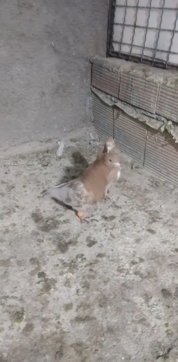 کبوتر|پرنده|جغتای, |دیوار