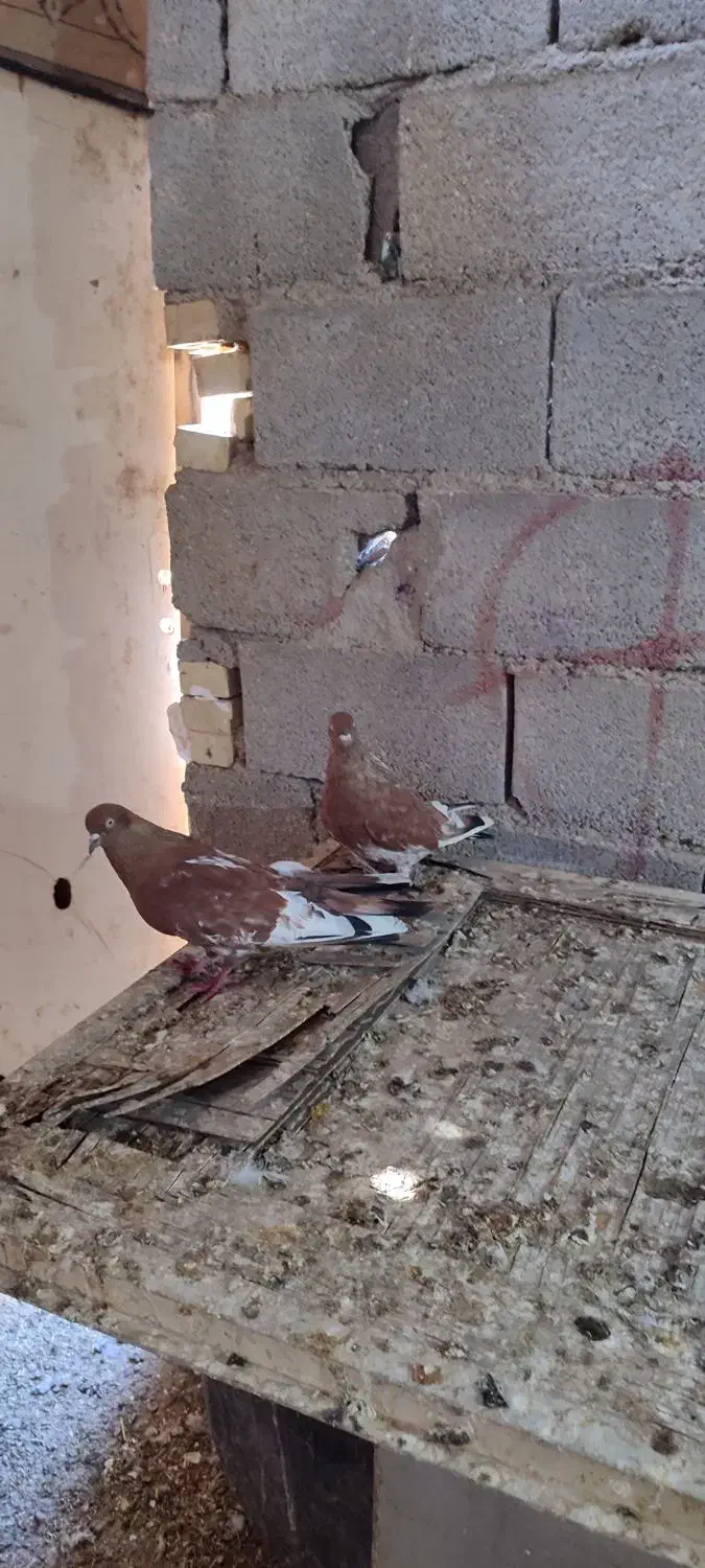 کلی ای جفت نر ماده جفت|پرنده|چمران, |دیوار