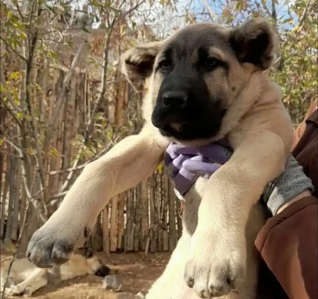 توله سرابی|سگ|بروجرد, |دیوار