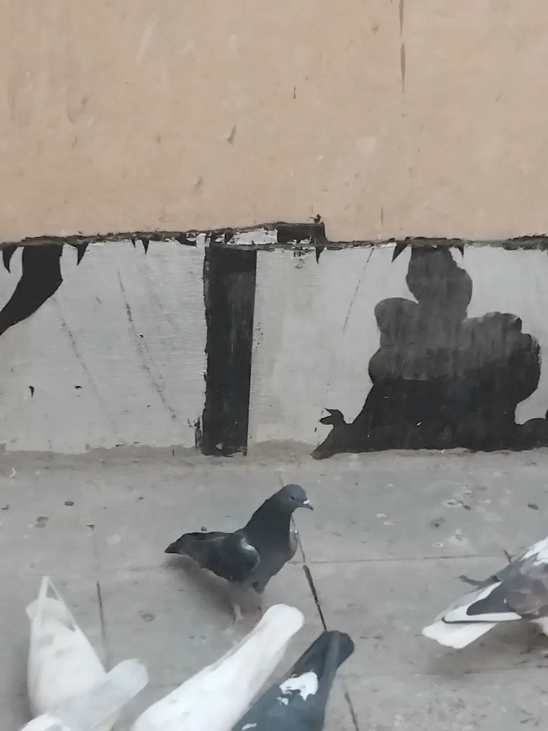 ماده زاغ همه چی تموم|پرنده|تهران, کیانشهر|دیوار