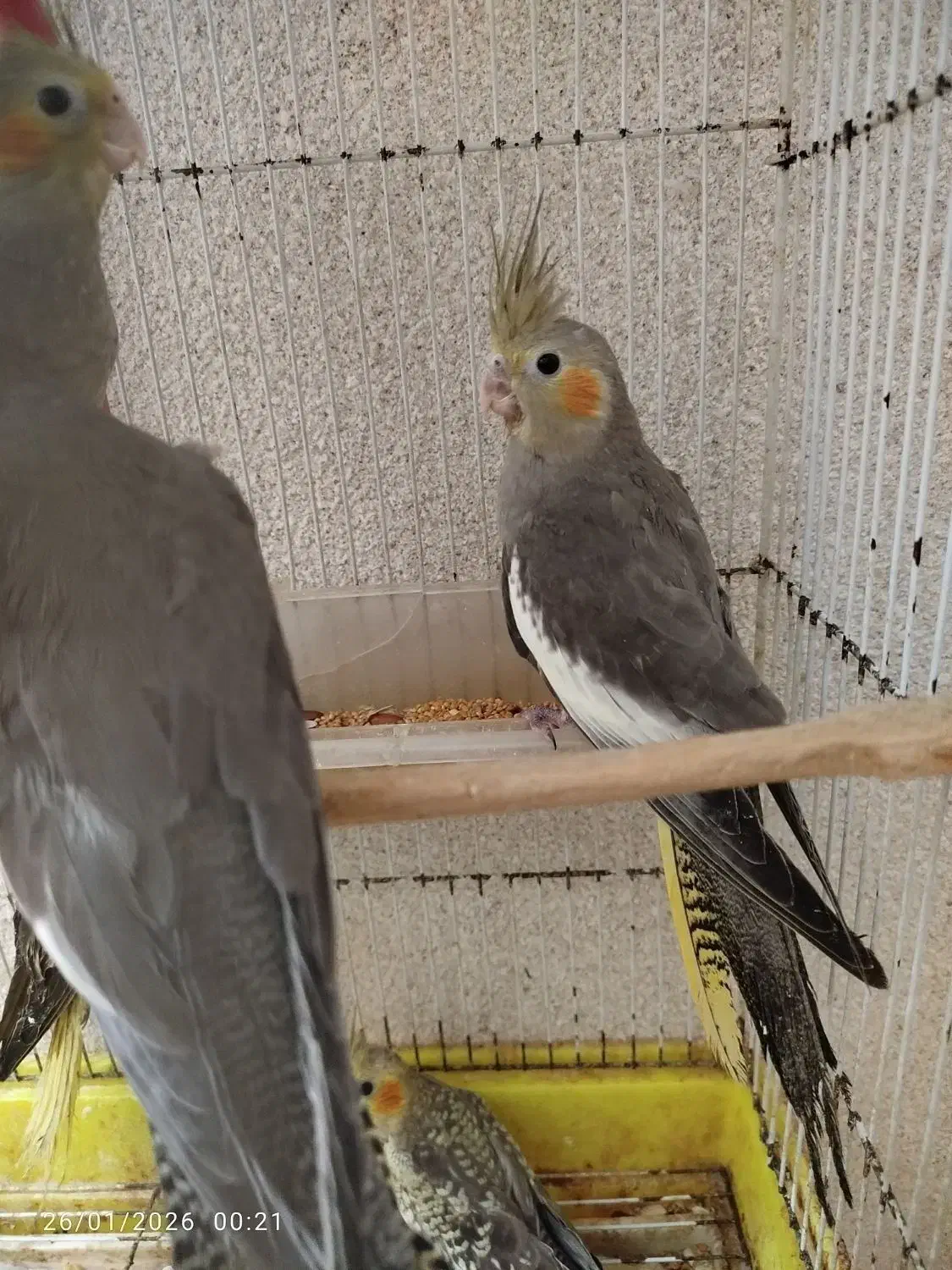 عروس هلندی|پرنده|رشت, پاره بیجار|دیوار