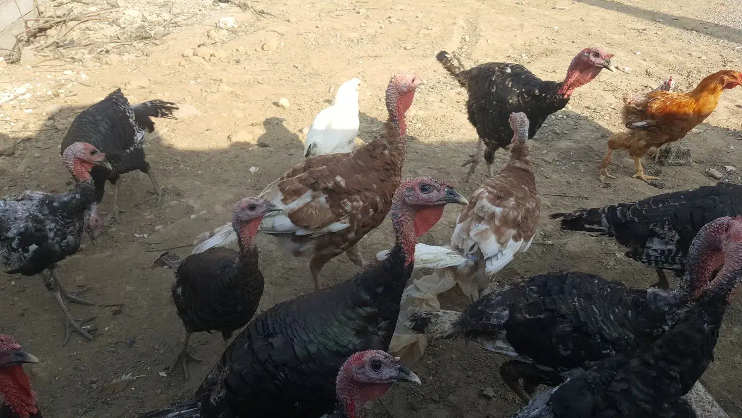 امپراطور و بوقلمون برنز سینه پهن|پرنده|قائمشهر, |دیوار