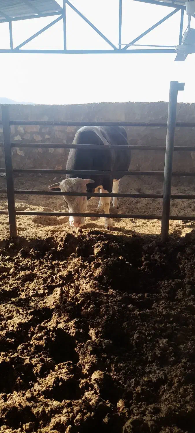 گوساله نر برای کشتار ی۸۰۰ کیلویی هرکی میخاد|حیوانات مزرعه|تفرش, |دیوار