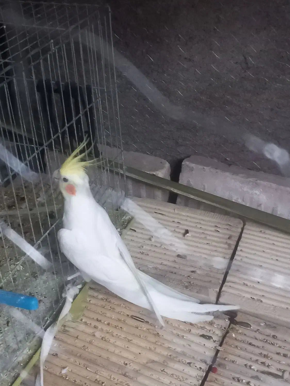 عروس هلندی|پرنده|مسجد سلیمان, |دیوار