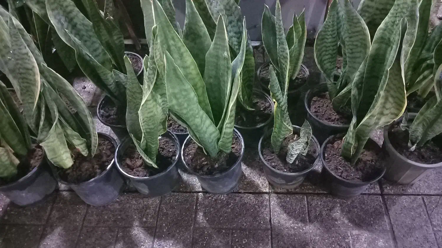 حراج حراج انواع گل|حراج|رشت, نخودچر|دیوار