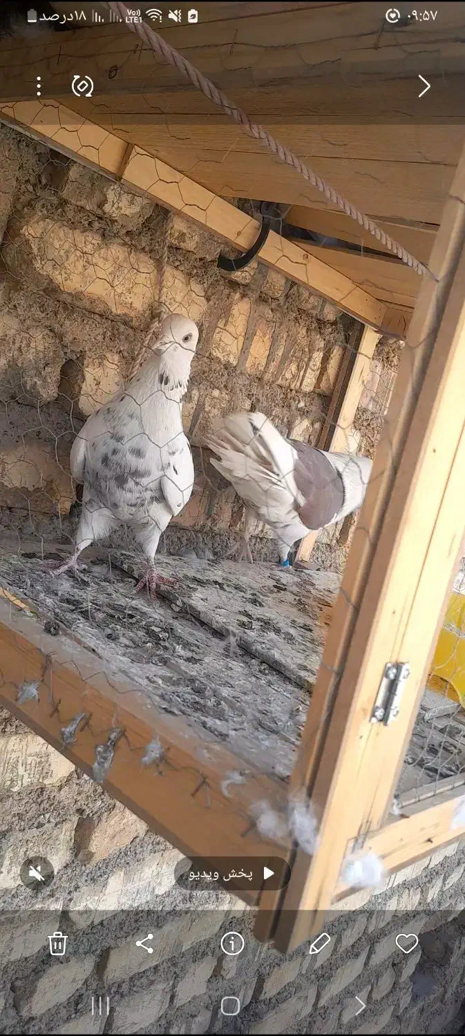 کفتر|پرنده|اصفهان, هفتون|دیوار