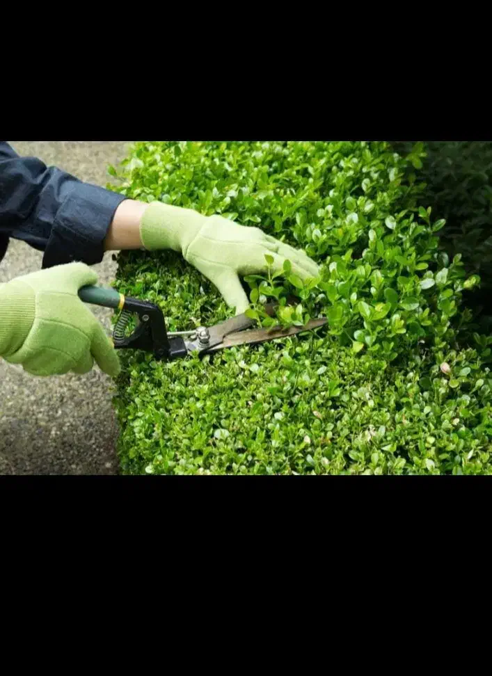 انجام خدمات باغبانی،هرس پاییز،طراحی باغچهای نو ساز|خدمات باغبانی و درختکاری|اصفهان, ملکشهر|دیوار