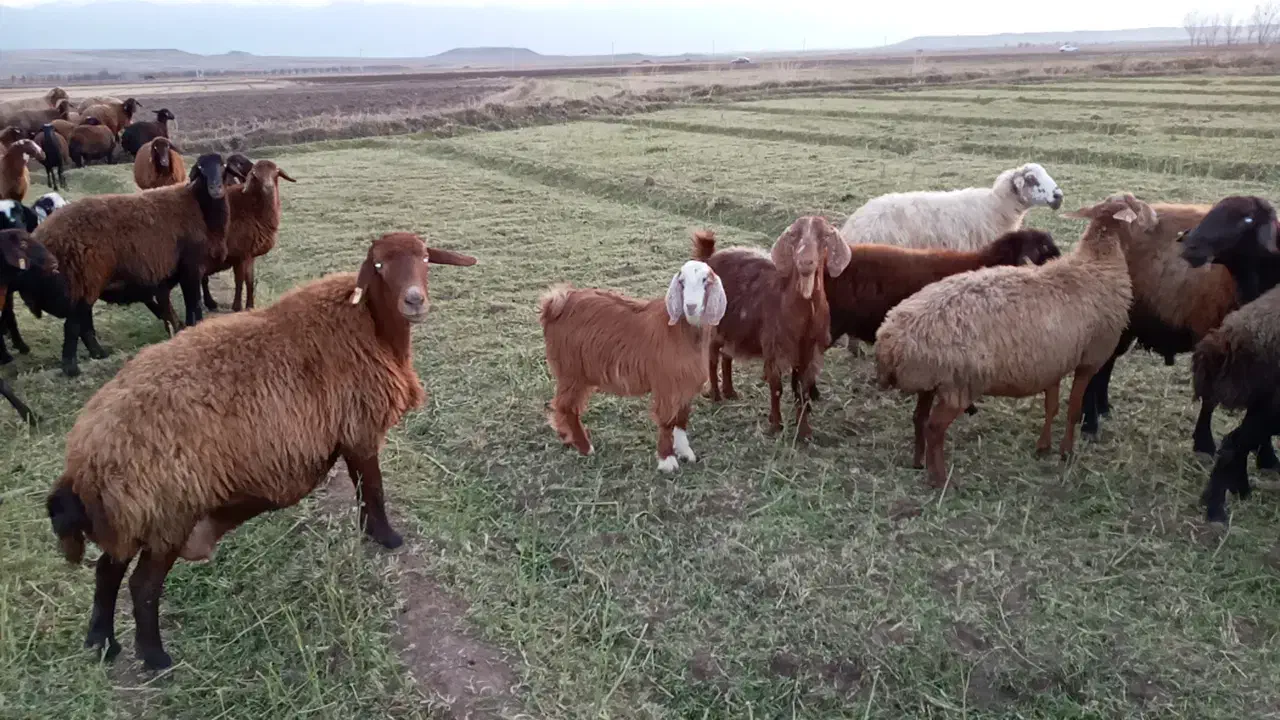 بز محلی شیری|حیوانات مزرعه|سراب, |دیوار