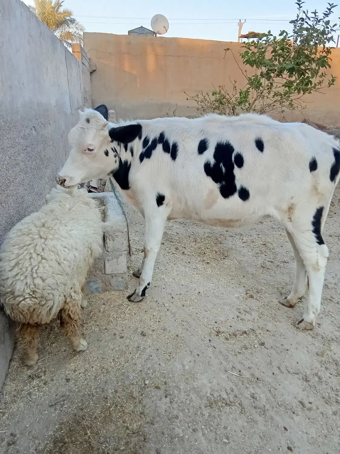 فروش گاوه|حیوانات مزرعه|باوی, |دیوار