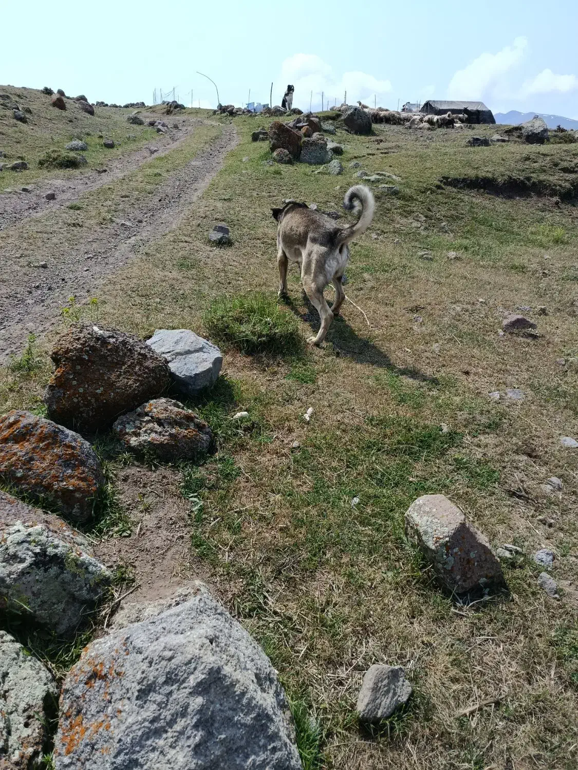 سگ گم شده|حیوانات|مشگین شهر, |دیوار